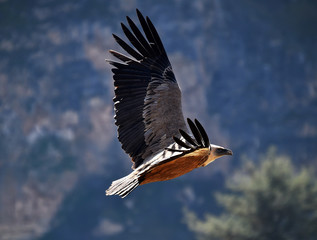 a griffon vulture in the natural park