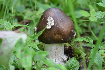 mushroom in forest