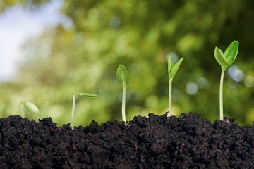 Seedlings.