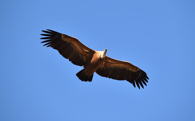 buitre leonado volando