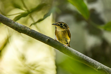 White throated Spadebill photographed in Viana, Espirito Santo. Southeast of Brazil. Atlantic Forest Biome. Picture made in 2016.