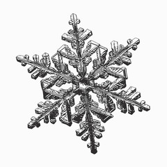 Snowflake isolated on white background. Vector illustration based on macro photo of real snow crystal: complex stellar dendrite with fine hexagonal symmetry, ornate shape and six thin, elegant arms.