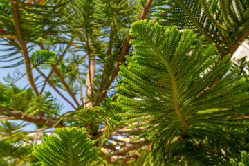 Obraz na płótnie Canvas Lush foliage of Araucaria heterophylla or Norfolk Island Pine during the tropical sunny day. Resort or cruise background concept.