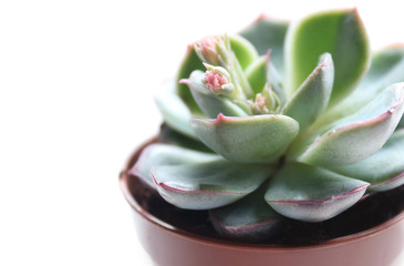 Hen and Chicks plant isolated on white background