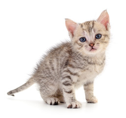 Kitten on white background.