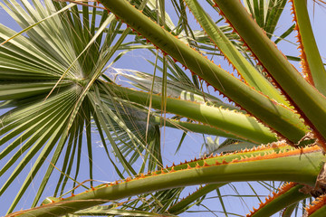 view of the top of a palm tree with blue sky lit by sun's rays