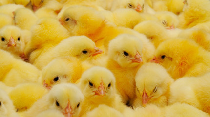 A texture of Baby domestic Chickens. © Anatolii