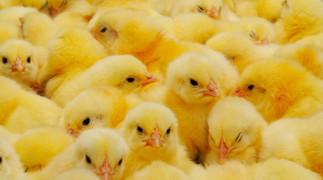A texture of Baby domestic Chickens.