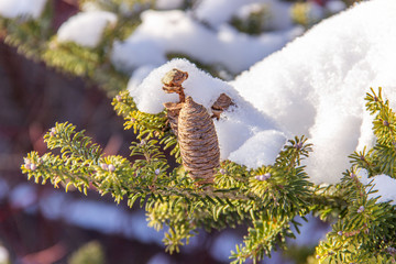A branch of a coniferous tree with cones covered with snow, nature winter background . Winter landscape. Snow covered trees. Frozen twigs closeup. Selective focus..