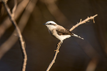Masked Water Tyrant photographed in Viana, Espirito Santo. Southeast of Brazil. Atlantic Forest...