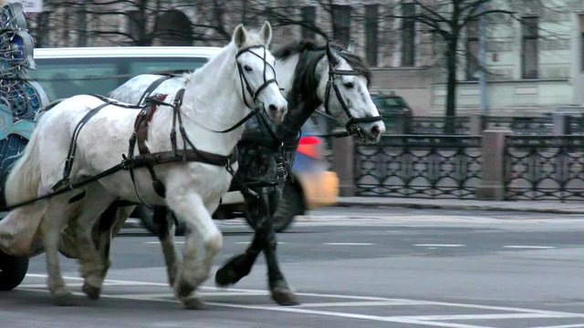 Carriage drawn by horses on a city street. Syncretism of urban styles of old and modern Saint Petersburg.