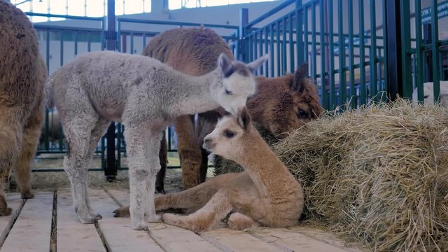 Two cheerful cute little alpacas playing together at agricultural animal exhibition, trade show. Farming, childhood, family, agriculture industry, livestock and animal husbandry concept