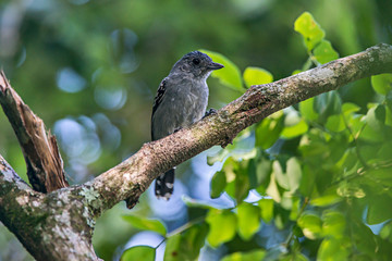 Variable Antshrike Male photographed in Viana, Espirito Santo. Southeast of Brazil. Atlantic Forest Biome. Picture made in 2016.