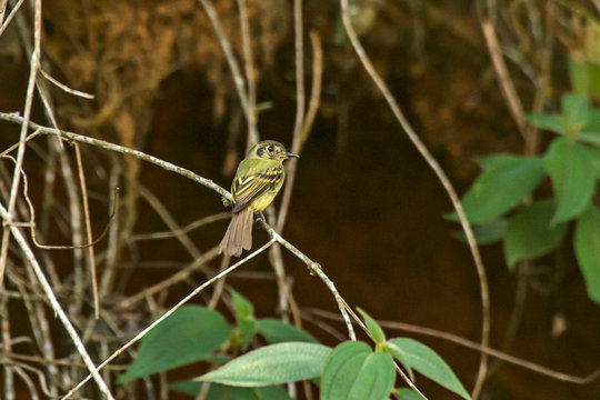 Sepia capped Flycatcher photographed in Viana, Espirito Santo. Southeast of Brazil. Atlantic Forest Biome. Picture made in 2016.