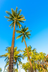 Palm tree tops against apartment or hotel building and blue sky. Vacation tropical background.
