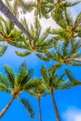 branches of coconut palms under blue sky