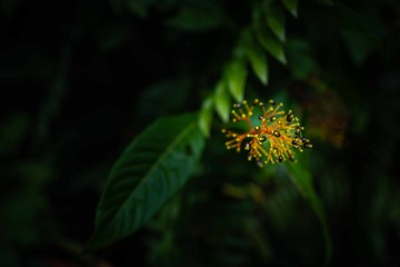 Gelbe Pflanze im Regenwald von Samana