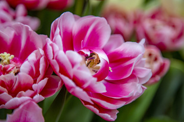 Picturesque blossoming of a beautiful flower in the winter in the greenhouse
