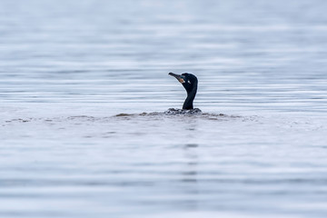 Neotropic Cormorant photographed in Vitoria, Espirito Santo. Southeast of Brazil. Atlantic Forest Biome. Picture made in 2016.