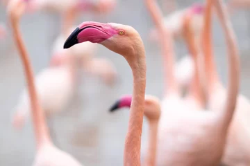 Selbstklebende Fototapeten Closeup of a flamingo under the sunlight with a blurry background © Graziano Vacca/Wirestock
