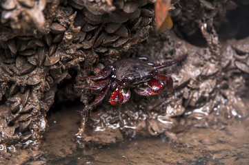 Mangrove root crab photographed in Vitoria, Espirito Santo. Southeast of Brazil. Atlantic Forest Biome. Picture made in 2016.