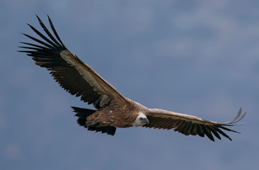 Obraz premium Griffon vulture