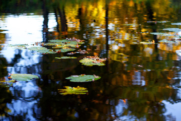 Round green and dry brown leaves float in calm water on sunny autumn warm evening, closeup. Beautiful reflection of trees in the water. Golden time