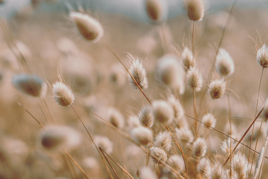 Bunny tails grass on vintage style; natura background