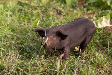 Black little pig. On the grass.