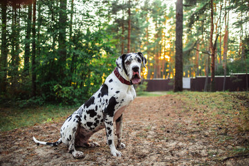 Healthy slender dog Dalmatian sitting in forest clearing