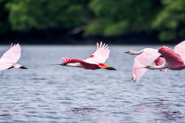 Roseate Spoonbill photographed in Vitoria, Espirito Santo. Southeast of Brazil. Atlantic Forest Biome. Picture made in 2016.