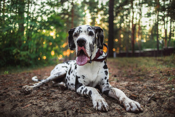 Healthy slender dog Dalmatian lying in forest clearing