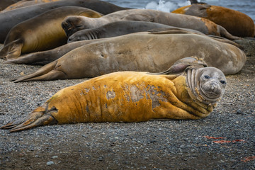 one seal on foreground in Antarctica