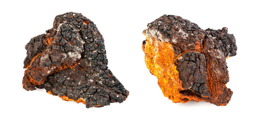 Two pieces of chaga mushroom on white background. Panorama.