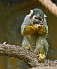 Monkey eating an apple