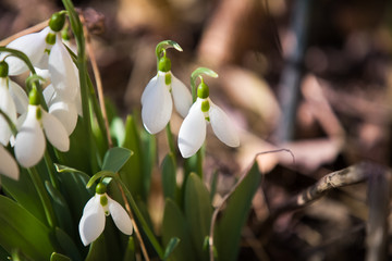 Spring is here  snowdrops in the forest