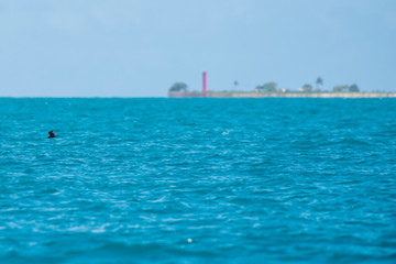 Fototapeta premium Brown Noddy sfotografowany na wyspie Coroa Vermelha w Bahia. Ocean Atlantycki. Zdjęcie wykonane w 2016 roku.