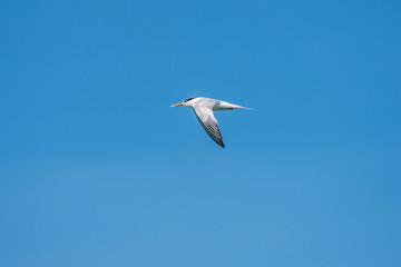 Cabot s Tern photographed in Coroa Vermelha Island, Bahia. Atlântic Ocean. Picture made in 2016.