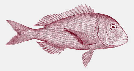 Red porgy, common seabream pagrus, marine fish from the Atlantic Ocean