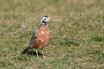 A partially albino American Robin (leucistic) hops on the lawn in the February sunshine