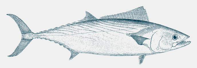 Atlantic bonito sarda, a food fish from the Atlantic Ocean - obrazy, fototapety, plakaty