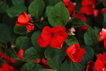 Red flowers of Impatiens walleriana (busy Lizzie, sultana) with green leaves