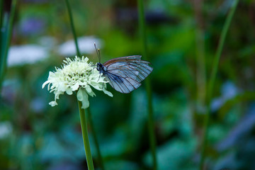 Beautiful view macro photo. Blooming green meadow after the rain. Butterfly with dew drops. Background for presentation and booklet.