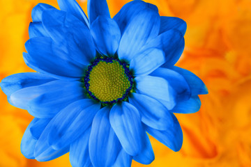 Niebieski kwiat na pomarańczowym tle