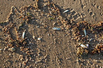 Sand photographed in Coroa Vermelha Island, Bahia. Atlântic Ocean. Picture made in 2016.