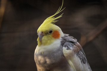 colorful cockatiel portrait on a sunny evening in autumn