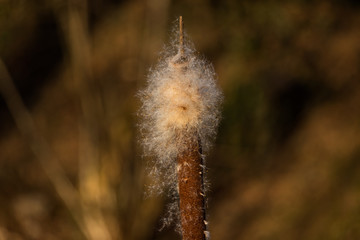 closeup of a bulrush blossom on a sunny day in the evening