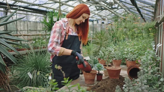 Concentrated attractive redhead lady planted a small flower in a pot very carefully she enjoying the time in the middle of a flower greenhouse