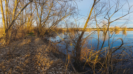 Fototapeta premium Lagoons with leafless trees in the Espadañal