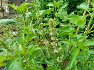 Fresh lemon basil (kemangi, Ocimum basilicum, Ocimum americanum, O. basilicum var. anisatum Benth) in the garden